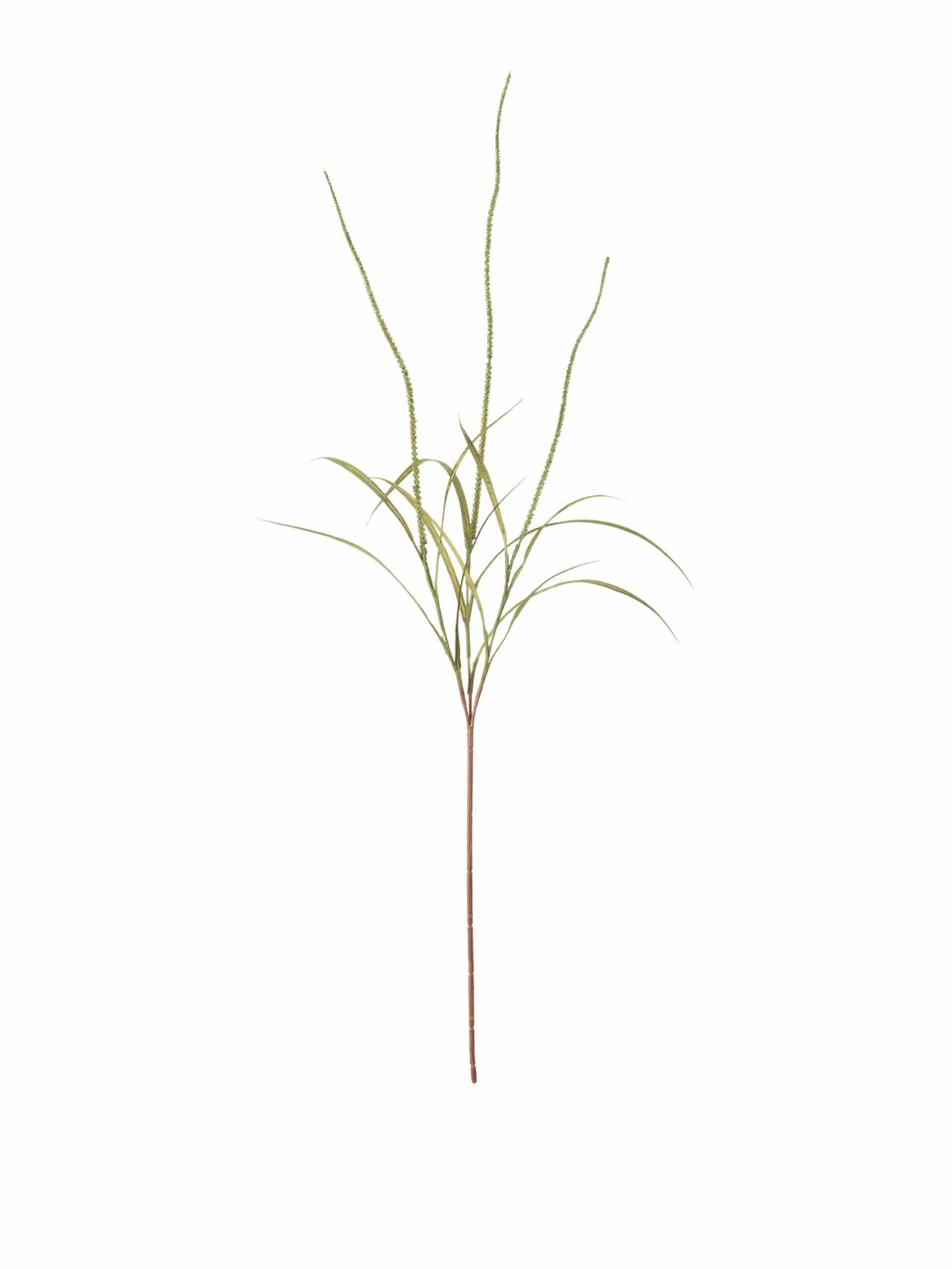 Sea Arrowgrass stem