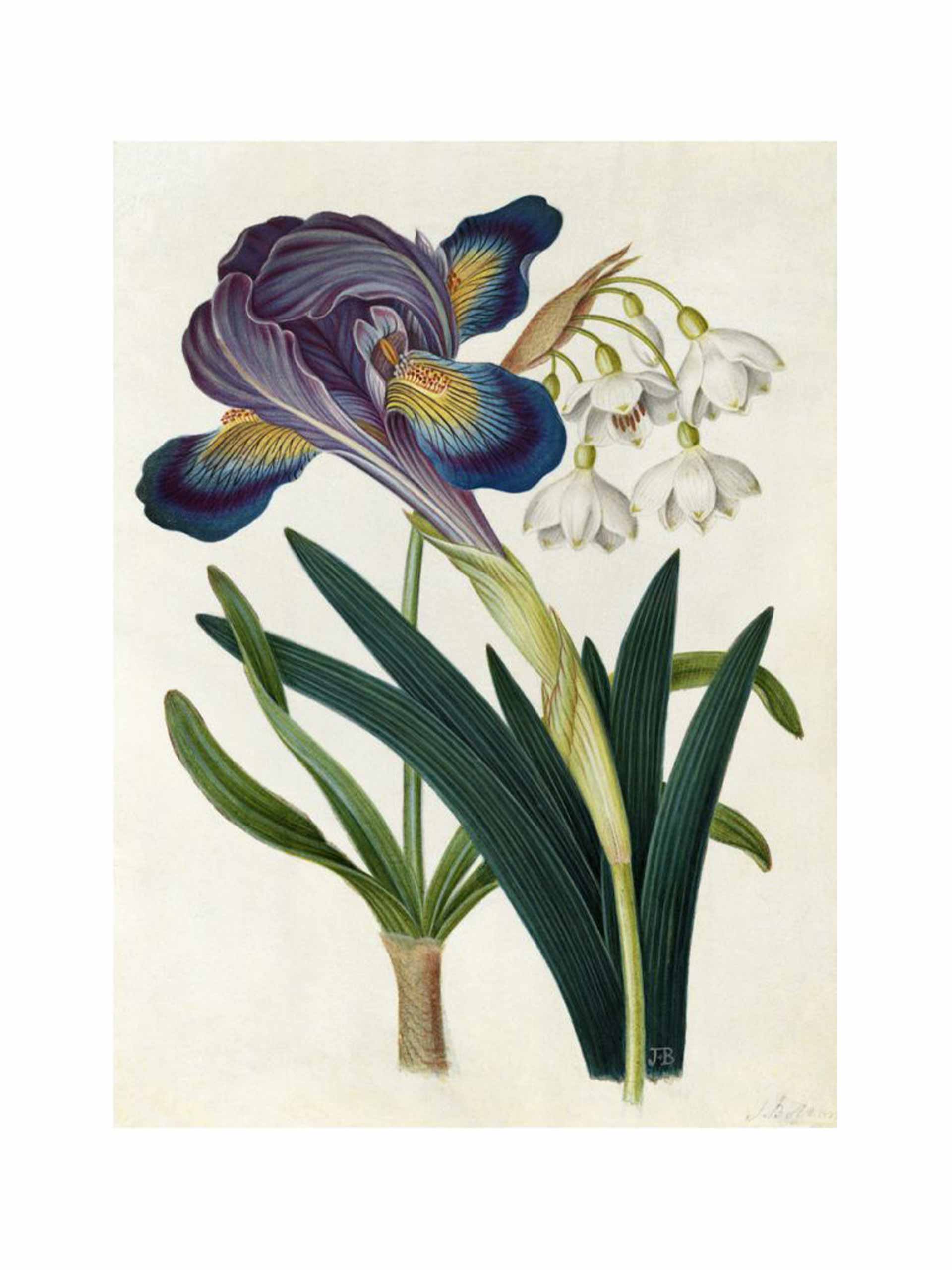 Painted iris and summer snowdrop print