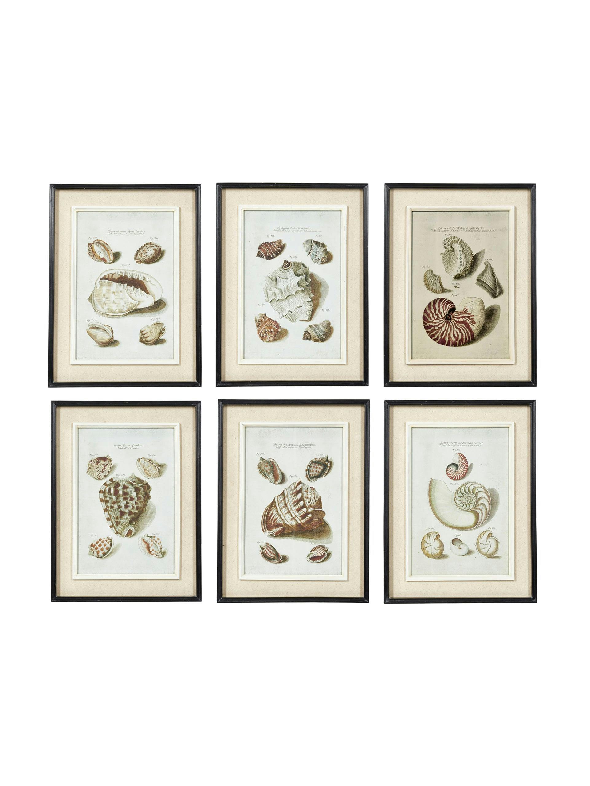 Seashell framed prints (set of 6)
