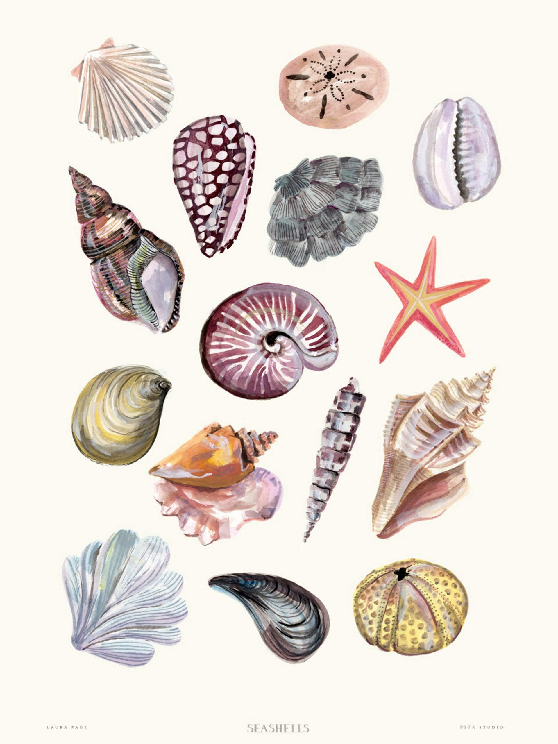 Seashells print